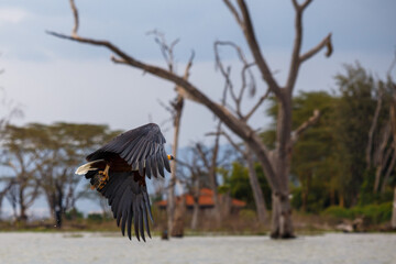 Águila Pescadora Africana alzando el vuelo con un pez recién pescado sobre las aguas del Lago Naivasha, Kenia.