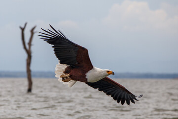 Águila Pescadora Africana alzando el vuelo con un pez recién pescado sobre las aguas del Lago Naivasha, Kenia.