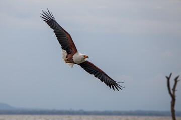Águila Pescadora Africana alzando el vuelo con un pez recién pescado sobre las aguas del Lago Naivasha, Kenia.