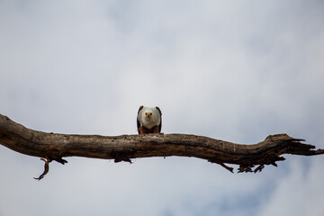 Águila Pescadora Africana alzando el vuelo con un pez recién pescado sobre las aguas del Lago...
