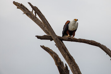 Águila Pescadora Africana alzando el vuelo con un pez recién pescado sobre las aguas del Lago...