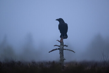 Fototapeta premium A raven at dawn in the bog