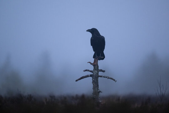 A raven at dawn in the bog