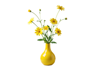 Vibrant yellow daisy-like flowers in a cheerful ceramic vase, a symbol of spring and natural beauty, isolated on white