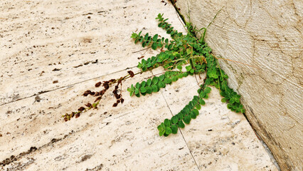 A small, green Hypericum plant growing resiliently from the tight corner where two stone surfaces meet, symbolizing the struggle and persistence of life in a tough, urban environment