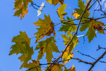 Autumn leaves on the branches of a tree close-up against a clear blue sky.