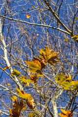 Autumn leaves on the branches of a tree close-up against a clear blue sky.