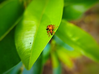 close up of a leaf roller beetle from the family Attelabidae