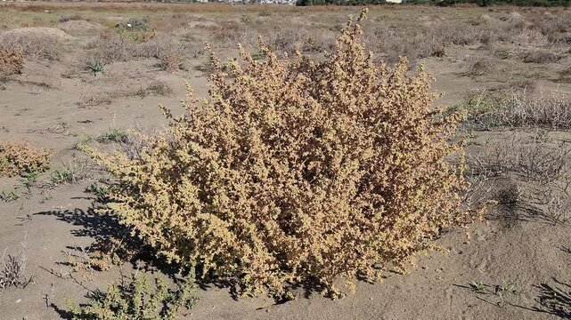 At a beach, Salsola kali, prickly saltwort, tumbleweed, coastal plant, salt-tolerant plant, halophyte in a sunny November day