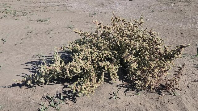 Salsola kali, or prickly saltwort, is a hardy, spiny coastal plant that thrives in saline soils, often seen along beaches and salt marshes