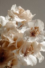 Delicate White Blossoms with Subtle Sepia Tones Against a Softly Lit Neutral Background.
