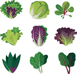 Fresh organic lettuce and leafy vegetables collection, colorful salad greens, healthy vegan food ingredients, natural farm produce illustration, diet concept