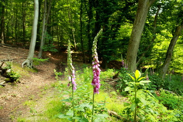 Fototapete bei efototapeten.de bestellen   