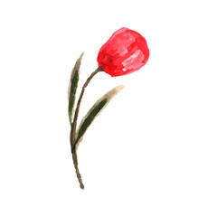 Vibrant Watercolor Bloom  Hand Painted Floral Art Isolated on White