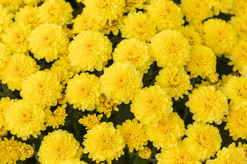 Yellow Chrysanthemum Blooms in Autumn