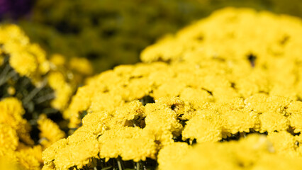 Yellow Chrysanthemum Blooms in Autumn
