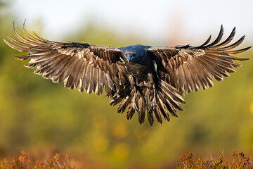 Fototapeta premium Raven in flight with wings spread in sunlight and forest in the background