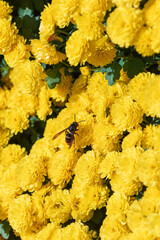Wasp on Bright Yellow Chrysanthemum Flowers