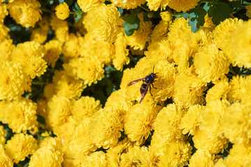 Wasp on Bright Yellow Chrysanthemum Flowers