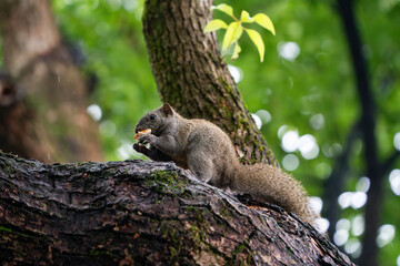 Squirrel Eating on the Tree