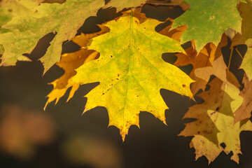 Der Herbst ist da, in allen seinen Farben und Formen.