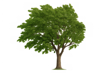 Green leafy tree showing full foliage and distinct trunk, ready for digital compositions. Isolated natural plant asset