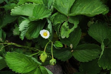 strawberry flower