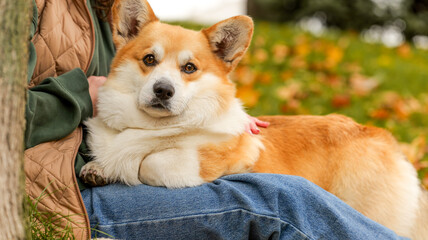 Adorable corgi dog relaxing on a person's lap outdoors in autumn
