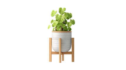 Vibrant light green plant in speckled white pot with wooden rim and stand, isolated on a transparent background. background removed