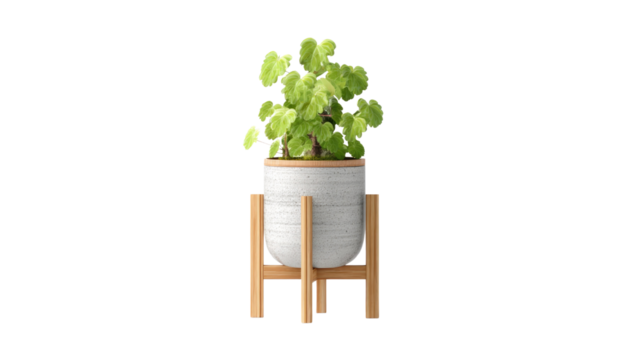 Vibrant light green plant in speckled white pot with wooden rim and stand, isolated on a transparent background. background removed