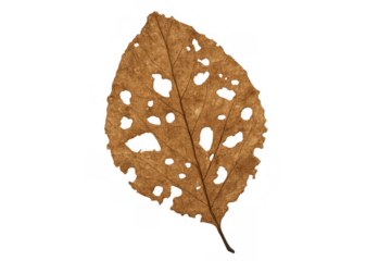 Dry brown autumn leaf decomposing with holes on transparent background showing fragility of nature