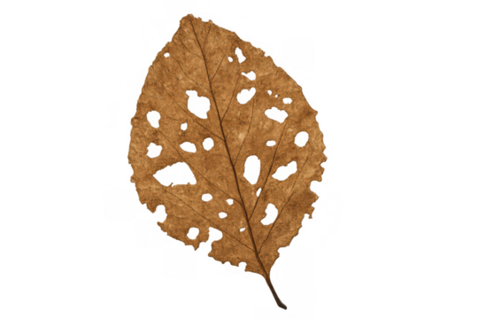 Dry brown autumn leaf decomposing with holes on transparent background showing fragility of nature