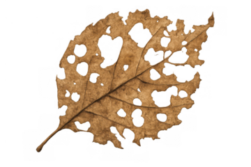 Dry leaf skeleton showing decomposition and fragile texture against a transparent background, symbolizing autumn decay