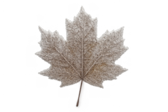 Frozen brown maple leaf covered in frost, symbolizing cold season, winter, and autumn transition against a transparent background