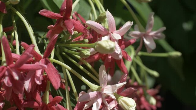 Close-up video of red ixora flowers blooming in a tropical garden, surrounded by green leaves. Clustered tropical ornamental flowers growing naturally outdoors in daylight.