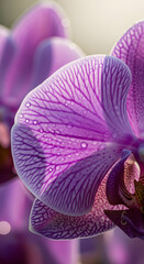 Close up of a vibrant purple orchid petal with water droplets in soft natural light