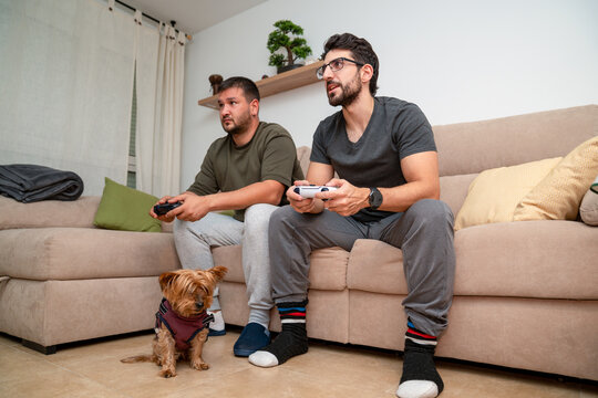 Two adult male friends relaxing at home, sitting on a sofa and intently playing video games on a console. A small dog watches them - Powered by Adobe