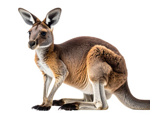 Fototapeta premium Kangaroo standing, isolated on white background, transparent PNG