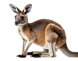 Kangaroo standing, isolated on white background, transparent PNG