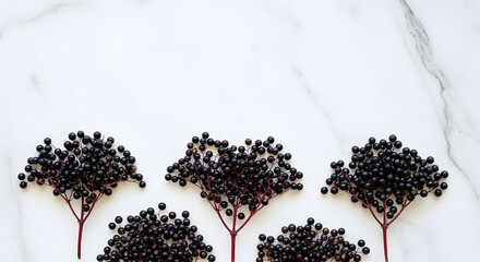 Five Bunches of Fresh Elderberries on a White Marble Surface.
