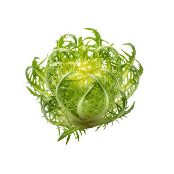 Fresh cardoon vegetable for healthy eating, a vibrant green artichoke thistle, perfect for culinary creations and promoting wellness and healthy lifestyle choices