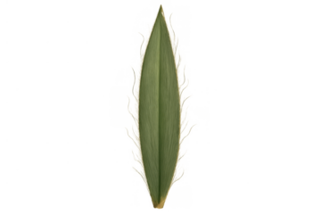 Green lanceolate leaf element, close-up of a botanical plant foliage illustrating organic nature and vitality, transparent background