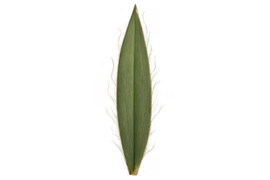 Green lanceolate leaf element, close-up of a botanical plant foliage illustrating organic nature and vitality, transparent background