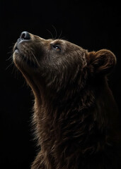 Majestic Brown Bear Head Portrait Looking Up Against Dark Background