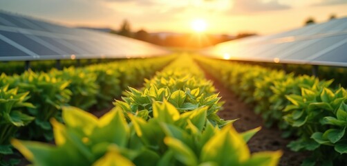 Green plants grow in farm field rows, illuminated by golden hour sun. Solar panels line agricultural land, capturing clean energy. Modern system blends tech with nature for sustainable food