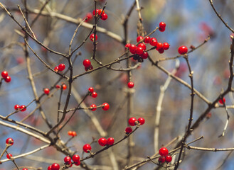 Bright Red Berries on Autumn Branches with Strong Contrast