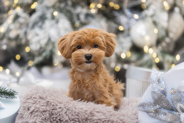 small maltipoo under the Christmas tree