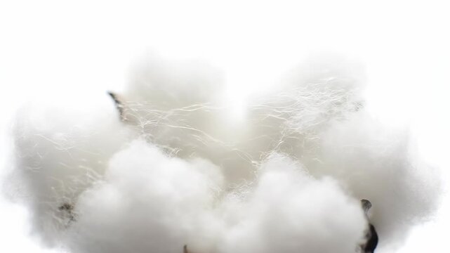 Extreme slow motion close-up of delicate white cotton wool fibers gently expanding and unfurling with intricate detail soft, pristine, natural fiber