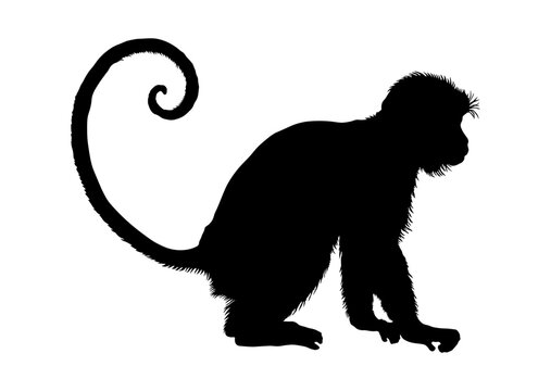 black silhouette of a monkey or macaque without background