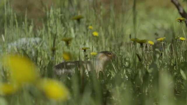A gopher runs across the grass, among the bright yellow flowers of the dandelions.